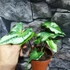 Kép 12/12 - Syngonium 'Three Kings'