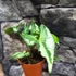 Kép 1/12 - Syngonium 'Three Kings'