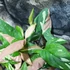 Kép 4/13 - Syngonium 'Red Spot Tricolor'