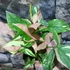 Kép 3/13 - Syngonium 'Red Spot Tricolor'