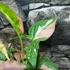 Kép 6/13 - Syngonium 'Red Spot Tricolor'