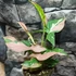 Kép 7/13 - Syngonium 'Red Spot Tricolor'
