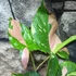 Kép 8/13 - Syngonium 'Red Spot Tricolor'