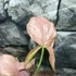 Kép 9/13 - Syngonium 'Red Spot Tricolor'