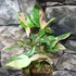Kép 10/13 - Syngonium 'Red Spot Tricolor'