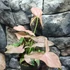 Kép 1/13 - Syngonium 'Red Spot Tricolor'