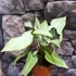 Kép 1/8 - Syngonium 'Strawberry Milk'
