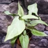 Kép 2/8 - Syngonium 'Strawberry Milk'