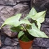 Kép 3/8 - Syngonium 'Strawberry Milk'
