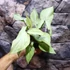 Kép 4/8 - Syngonium 'Strawberry Milk'