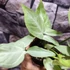 Kép 5/8 - Syngonium 'Strawberry Milk'