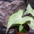 Kép 6/8 - Syngonium 'Strawberry Milk'