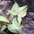 Kép 7/8 - Syngonium 'Strawberry Milk'