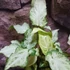 Kép 2/10 - Syngonium 'Mouse Ears'