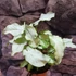 Kép 1/10 - Syngonium 'Mouse Ears'