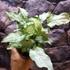Kép 3/10 - Syngonium 'Mouse Ears'