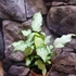 Kép 4/10 - Syngonium 'Mouse Ears'