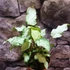 Kép 5/10 - Syngonium 'Mouse Ears'