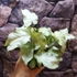 Kép 7/10 - Syngonium 'Mouse Ears'