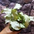 Kép 8/10 - Syngonium 'Mouse Ears'