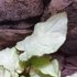Kép 10/10 - Syngonium 'Mouse Ears'