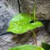 Kép 3/9 - Syngonium 'Pink Splash Allusion'