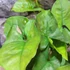 Kép 4/9 - Syngonium 'Pink Splash Allusion'