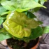 Kép 5/9 - Syngonium 'Pink Splash Allusion'