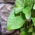 Kép 6/9 - Syngonium 'Pink Splash Allusion'