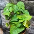 Kép 7/9 - Syngonium 'Pink Splash Allusion'