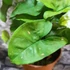 Kép 8/9 - Syngonium 'Pink Splash Allusion'