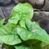 Kép 9/9 - Syngonium 'Pink Splash Allusion'
