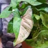 Kép 2/9 - Syngonium 'Pink Splash Allusion'