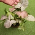 Kép 3/11 - Syngonium 'Pink Spot'