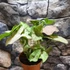 Kép 11/11 - Syngonium 'Pink Spot'