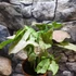 Kép 1/11 - Syngonium 'Pink Spot'
