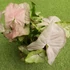 Kép 2/11 - Syngonium 'Pink Spot'