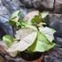 Kép 4/11 - Syngonium 'Pink Spot'