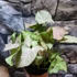 Kép 5/11 - Syngonium 'Pink Spot'