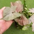 Kép 6/11 - Syngonium 'Pink Spot'