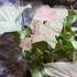 Kép 7/11 - Syngonium 'Pink Spot'