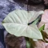 Kép 8/11 - Syngonium 'Pink Spot'