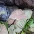 Kép 9/11 - Syngonium 'Pink Spot'