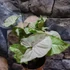 Kép 10/11 - Syngonium 'Pink Spot'