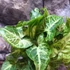 Kép 2/9 - Syngonium Arrow