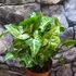 Kép 3/9 - Syngonium Arrow