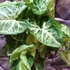 Kép 6/9 - Syngonium Arrow