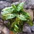 Kép 8/9 - Syngonium Arrow