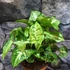 Kép 1/9 - Syngonium Arrow