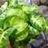 Kép 2/6 - Syngonium Pixie